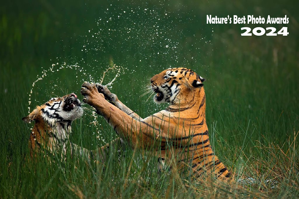 13 bức ảnh thiên nhiên - Nature’s Best Photo Awards ấn tượng nhất năm 2024